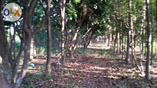 ขายหรือให้เช่าบ้านเดี่ยว