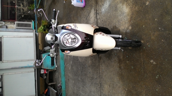 ขายฟีโน่สวยๆ