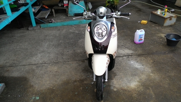 ขายฟีโน่สวยๆ