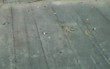 แต๋น4ล้อ ใหญ่ KUBOTA RT140 Plus 14แรง ช่วงล่างใหญ่ เล่มทะเบียน **ขาย รถเกษตร KUBOTA-RT 14แรง พลัส แต๋น4ล้อใหญ่ ช่วงล่างใหญ่ พร้อมลุย มีเล่มทะเบียน รถเกษตร แต๋น4ล้อ เครื่องยตน์ KUBOTA 14แรง RT-140 Plus+ เครื่องดี แน่น แรง ดีครับ สตาร