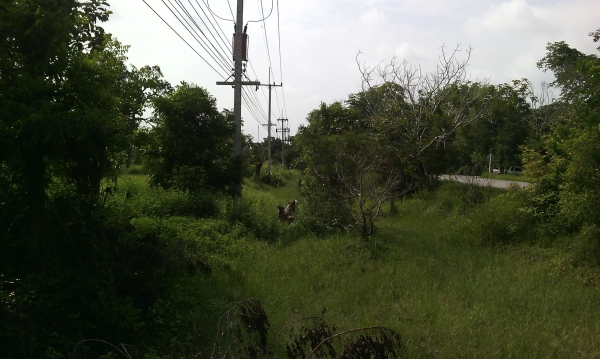 ไร่ละ350000 ขออนุญาติพี่เสือและทีมงานtruck2handนะครับ ขออนุญาติขายที่ดินครับ ไร่ละ350000 ขออนุญาติพี่เสือและทีมงานtruck2handนะครับ ขออนุญาติขายที่ดินครับ