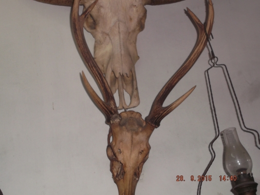 ประกาศขายของสะสมหายากหลายอย่าง แต่งบ้าน หรือร้าน ประกาศขายของสะสมหายากหลายอย่าง แต่งบ้าน หรือร้าน