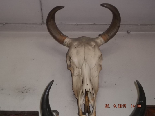 ประกาศขายของสะสมหายากหลายอย่าง แต่งบ้าน หรือร้าน