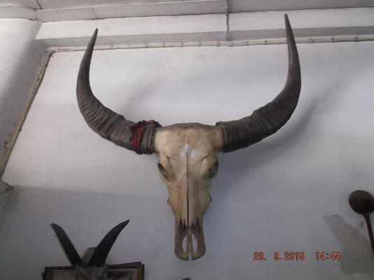 ประกาศขายของสะสมหายากหลายอย่าง แต่งบ้าน หรือร้าน ประกาศขายของสะสมหายากหลายอย่าง แต่งบ้าน หรือร้าน