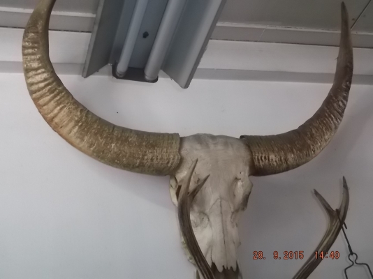 ประกาศขายของสะสมหายากหลายอย่าง แต่งบ้าน หรือร้าน ประกาศขายของสะสมหายากหลายอย่าง แต่งบ้าน หรือร้าน