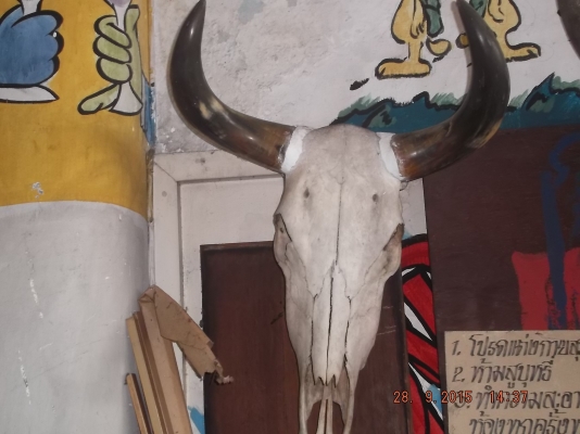 ประกาศขายของสะสมหายากหลายอย่าง แต่งบ้าน หรือร้าน ประกาศขายของสะสมหายากหลายอย่าง แต่งบ้าน หรือร้าน