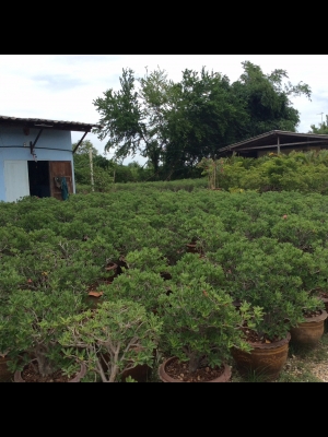 ต้องการเซ้งกิจการร้านไม้ดอกไม้ประดับ ทำเลทองด่วน