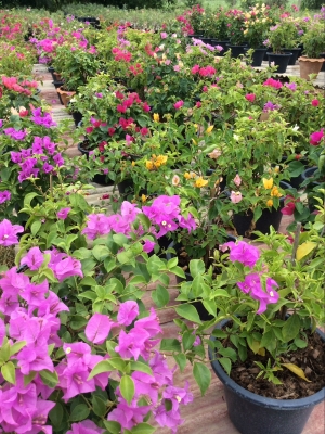 ต้องการเซ้งกิจการร้านไม้ดอกไม้ประดับ ทำเลทองด่วน