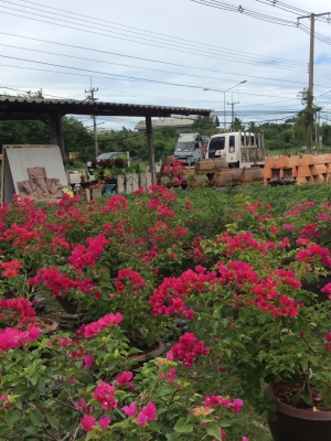 ต้องการเซ้งกิจการร้านไม้ดอกไม้ประดับ ทำเลทองด่วน