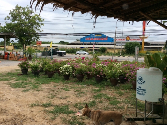 ต้องการเซ้งกิจการร้านไม้ดอกไม้ประดับ ทำเลทองด่วน