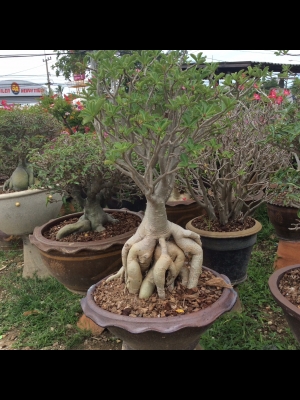 ต้องการเซ้งกิจการร้านไม้ดอกไม้ประดับ ทำเลทองด่วน