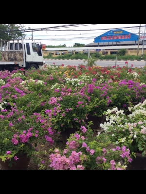 ต้องการเซ้งกิจการร้านไม้ดอกไม้ประดับ ทำเลทองด่วน