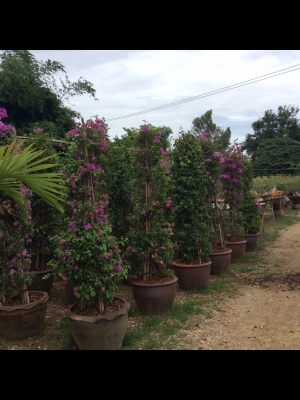 ต้องการเซ้งกิจการร้านไม้ดอกไม้ประดับ ทำเลทองด่วน