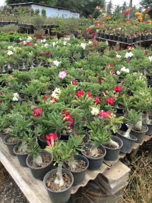 ต้องการเซ้งกิจการร้านไม้ดอกไม้ประดับ ทำเลทองด่วน