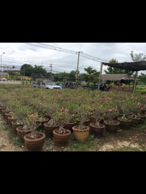 ต้องการเซ้งกิจการร้านไม้ดอกไม้ประดับ ทำเลทองด่วน