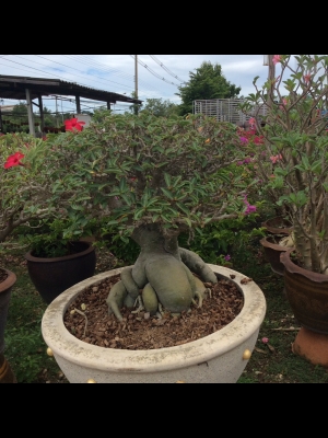 ต้องการเซ้งกิจการร้านไม้ดอกไม้ประดับ ทำเลทองด่วน