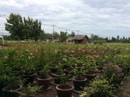 ต้องการเซ้งกิจการร้านไม้ดอกไม้ประดับ ทำเลทองด่วน