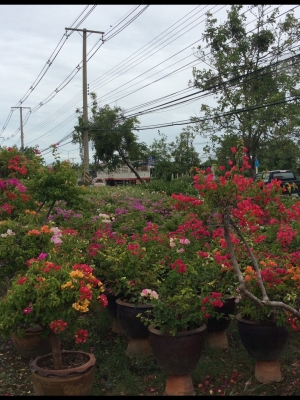 ต้องการเซ้งกิจการร้านไม้ดอกไม้ประดับ ทำเลทองด่วน