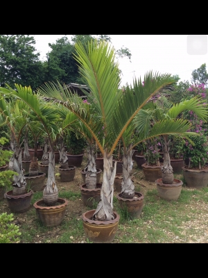 ต้องการเซ้งกิจการร้านไม้ดอกไม้ประดับ ทำเลทองด่วน