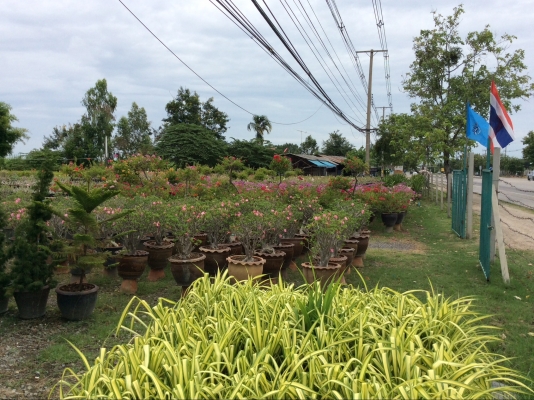 ต้องการเซ้งกิจการร้านไม้ดอกไม้ประดับ ทำเลทองด่วน