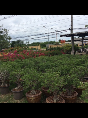 ต้องการเซ้งกิจการ สวนไม้ดอกไม้ประดับ ทำเลทองด่วนครับ