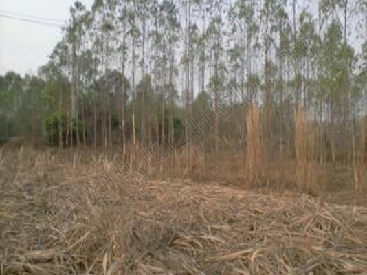 ที่ดิน 7 ไร่ 3 งาน 60 ตารางวา