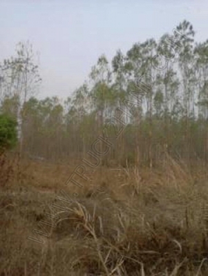 ที่ดิน 7 ไร่ 3 งาน 60 ตารางวา