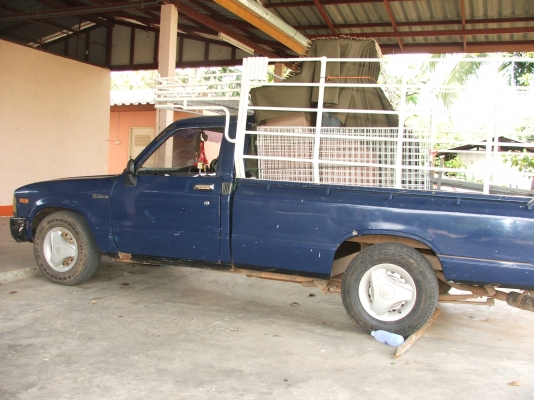 ขายม้ากระโดดสักตัว 56000