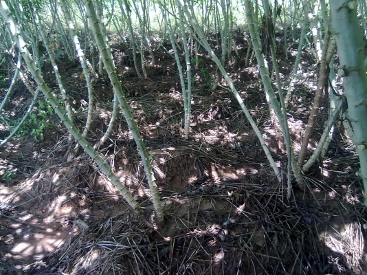 ท่อนพันธุ์มันสำปะหลัง(มันดอเก็บกู้ผลผลิตประมาณ 4-6 เดือนได้ไม่ต่ำกว่า 4 ตันต่ไร่) 3 บาท ต่อลำ สูงประมาณ 1.50 เมตร ส่งได้ตามแต่ตกลง