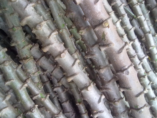 ท่อนพันธุ์มันสำปะหลัง(มันดอเก็บกู้ผลผลิตประมาณ 4-6 เดือนได้ไม่ต่ำกว่า 4 ตันต่ไร่) 3 บาท ต่อลำ สูงประมาณ 1.50 เมตร ส่งได้ตามแต่ตกลง