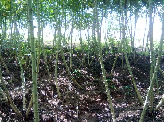 ท่อนพันธุ์มันสำปะหลัง(มันดอเก็บกู้ผลผลิตประมาณ 4-6 เดือนได้ไม่ต่ำกว่า 4 ตันต่ไร่) 3 บาท ต่อลำ สูงประมาณ 1.50 เมตร ส่งได้ตามแต่ตกลง