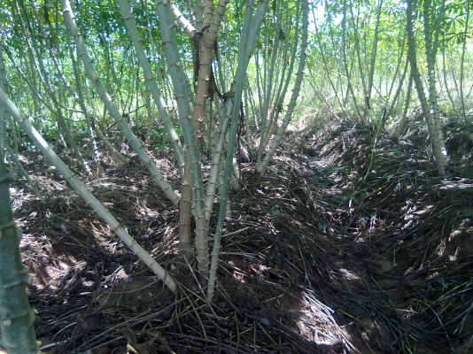 ท่อนพันธุ์มันสำปะหลัง(มันดอเก็บกู้ผลผลิตประมาณ 4-6 เดือนได้ไม่ต่ำกว่า 4 ตันต่ไร่) 3 บาท ต่อลำ สูงประมาณ 1.50 เมตร ส่งได้ตามแต่ตกลง