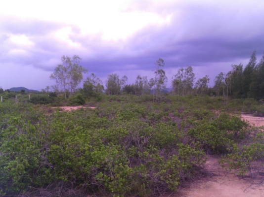 ขายที่ดินสวย