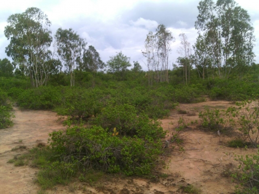 ขายที่ดินสวย