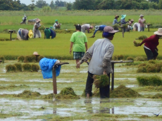 รับดำนา 6 จังหวัด 1 สุ1000บุรี 2อยุธยา 3 ลบบุรี 4สระบุรี 5ชัยนาท  6อ่างทอง ติดต่อใด้ที่คุณหนุ่ม และ มาลี 082 7191604 อูย ต.ดอนปูร