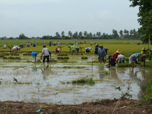 รับดำนา 6 จังหวัด 1 สุ1000บุรี 2อยุธยา 3 ลบบุรี 4สระบุรี 5ชัยนาท  6อ่างทอง ติดต่อใด้ที่คุณหนุ่ม และ มาลี 082 7191604 อูย ต.ดอนปูร