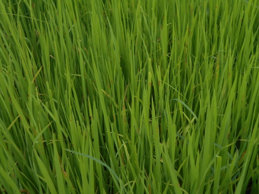 รับดำนา 6 จังหวัด 1 สุ1000บุรี 2อยุธยา 3 ลบบุรี 4สระบุรี 5ชัยนาท  6อ่างทอง ติดต่อใด้ที่คุณหนุ่ม และ มาลี 082 7191604 อูย ต.ดอนปูร