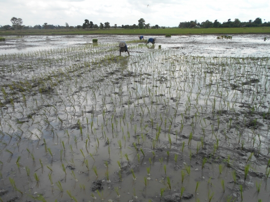 รับดำนา 6 จังหวัด 1 สุ1000บุรี 2อยุธยา 3 ลบบุรี 4สระบุรี 5ชัยนาท  6อ่างทอง ติดต่อใด้ที่คุณหนุ่ม และ มาลี 082 7191604 อูย ต.ดอนปูร