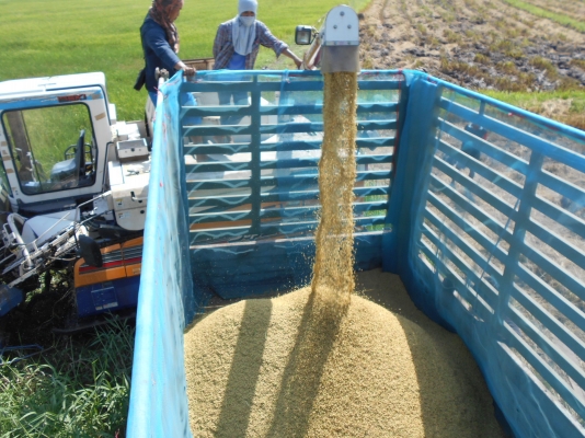 รถเกี่ยวข้าว #ISEKI JAPAN 6 มี 3 คันให้เลือก