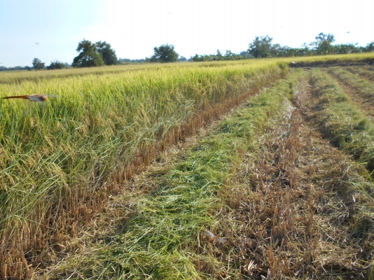 รถเกี่ยวข้าว #ISEKI JAPAN 6 มี 3 คันให้เลือก