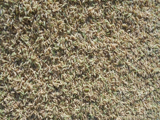 รถเกี่ยวข้าว #ISEKI JAPAN 6 มี 3 คันให้เลือก