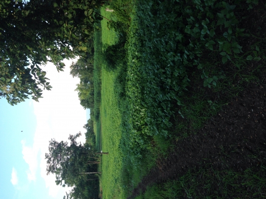 ที่ดินสวยราคาถูกๆๆๆ