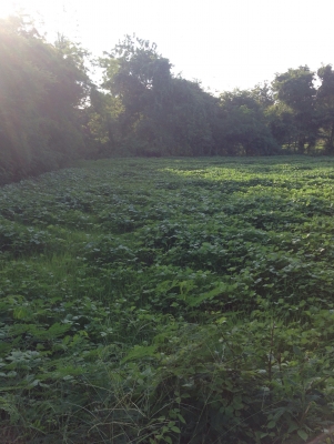 ที่ดินสวยราคาถูกๆๆๆ