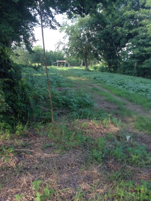 ที่ดินสวยราคาถูกๆๆๆ