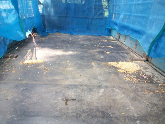 ขาย 6 ล้อเครื่อง 115 สภาพสวย ทะเบียนไม่ขาด เอกสารพร้อมโอน