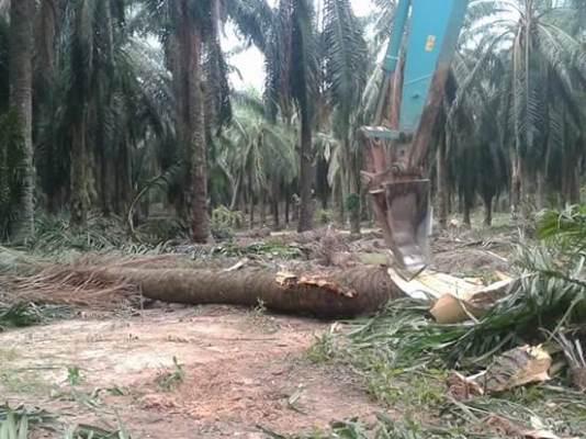 ขาย สั่งทำ บุ้งกี้ สับต้นปาล์ม แบคโฮ ทุกรุ่นครับ 093-7282709 ขาย สั่งทำ บุ้งกี้ สับต้นปาล์ม แบคโฮ ทุกรุ่นครับ 093-7282709