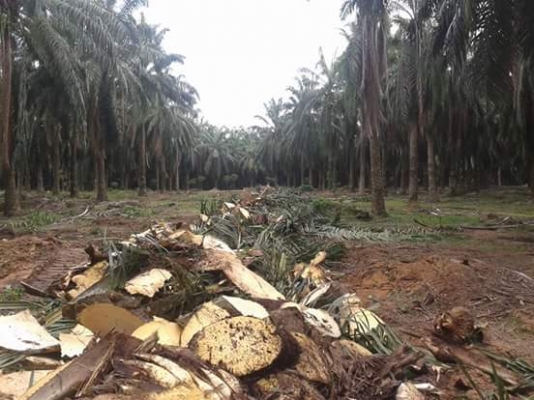 ขาย สั่งทำ บุ้งกี้ สับต้นปาล์ม แบคโฮ ทุกรุ่นครับ 093-7282709 ขาย สั่งทำ บุ้งกี้ สับต้นปาล์ม แบคโฮ ทุกรุ่นครับ 093-7282709