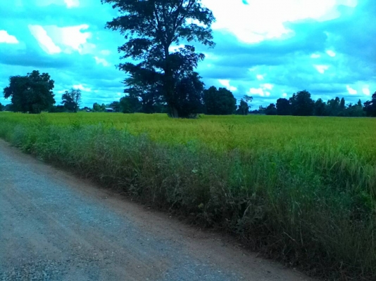 ข้าวสุกเหลืองแล้วคะรอรถเกี่ยวรีบจับจองคิวเกี่ยวมีที่พักพร้อม