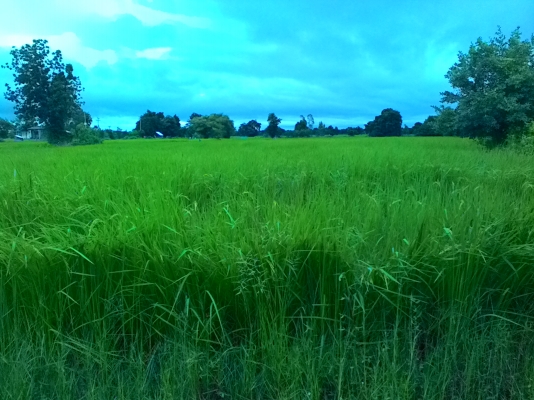 ข้าวสุกเหลืองแล้วคะรอรถเกี่ยวรีบจับจองคิวเกี่ยวมีที่พักพร้อม