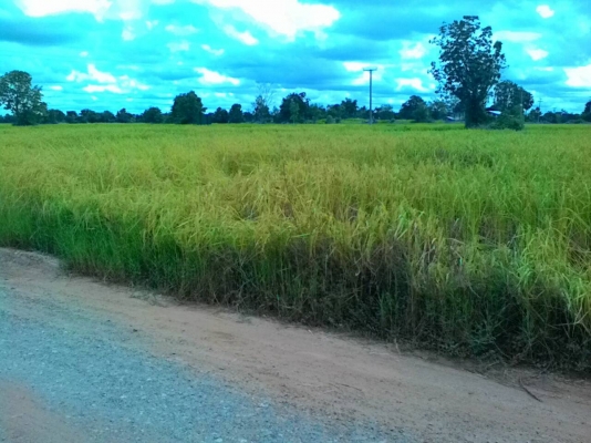 ข้าวสุกเหลืองแล้วคะรอรถเกี่ยวรีบจับจองคิวเกี่ยวมีที่พักพร้อม